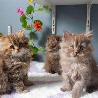 Chaton highland straight #2