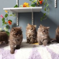 Chaton highland straight #3