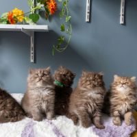 Chaton highland straight #4