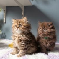 Chaton highland straight #6