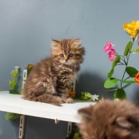 Chaton highland straight #7