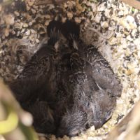 3 bébés bichnov #1