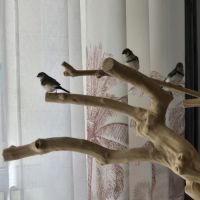 3 bébés bichnov