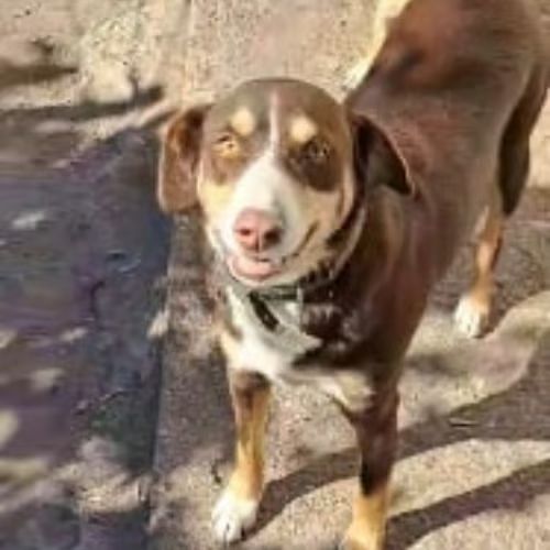 Toby à adopter rapidement #5
