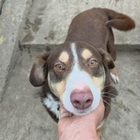Toby à adopter rapidement #1
