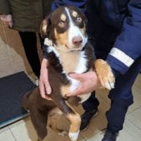 Toby à adopter rapidement #4