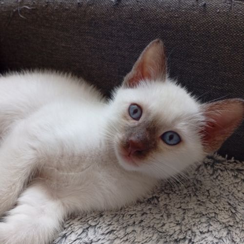 Chatons siamois thaï #1