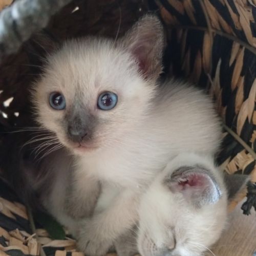 Chatons siamois thaï #2