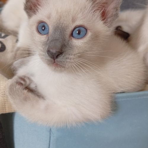 Chatons siamois thaï #0