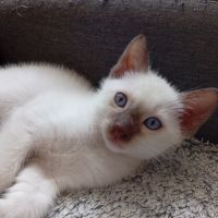 Chatons siamois thaï #1