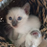 Chatons siamois thaï #2