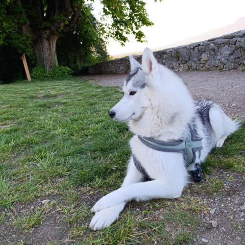 Femelle husky, de 1 an #2