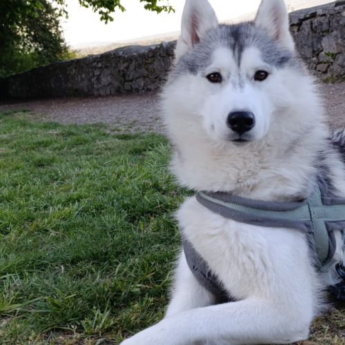 Femelle husky, de 1 an #3