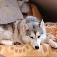 Femelle husky, de 1 an #4