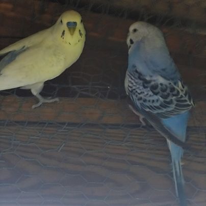 Couple reproducteur #2