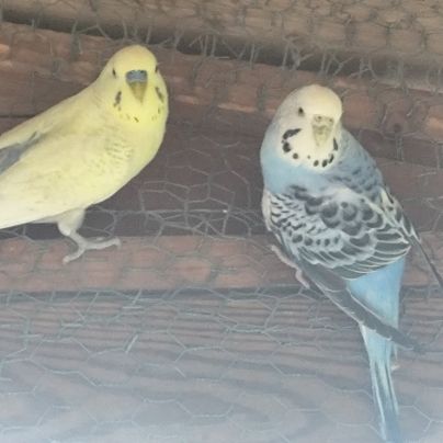 Couple reproducteur