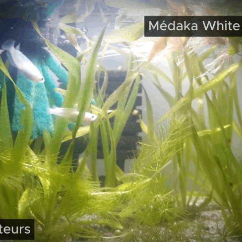 Œufs de médaka (oryzias latipes)