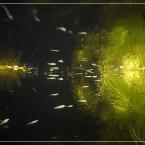 Œufs de médaka (oryzias latipes) #3