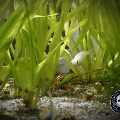 Œufs de médaka (oryzias latipes) #4