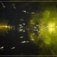Œufs de médaka (oryzias latipes) #3