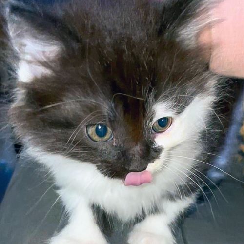 Basilic, la ”petite oursonne” #2