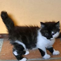 Basilic, la ”petite oursonne”