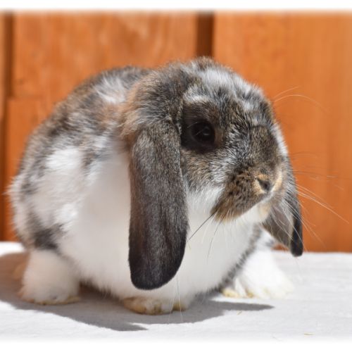 Lapins petits béliers #2