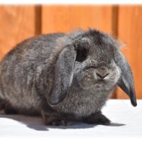 Lapins petits béliers #0