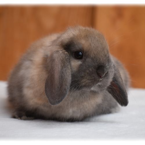 Lapins nains béliers