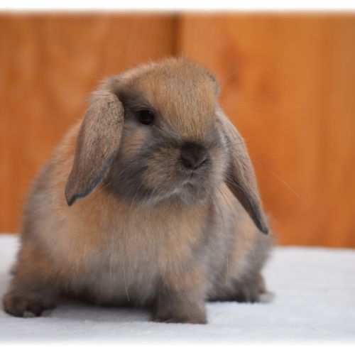 Lapins nains béliers #2
