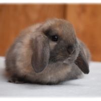Lapins nains béliers #0