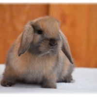 Lapins nains béliers #2
