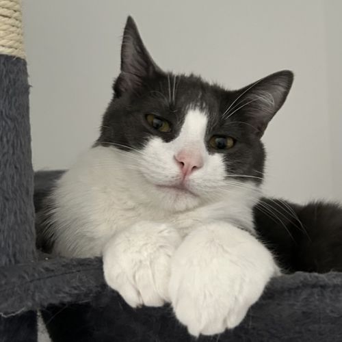 Chat européen mâle #1
