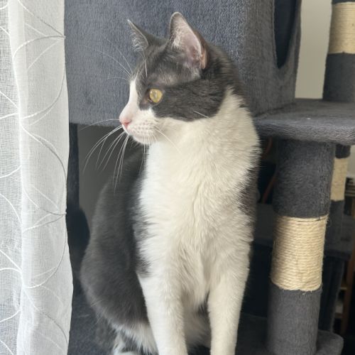 Chat européen mâle #2