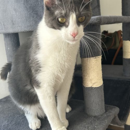 Chat européen mâle #3