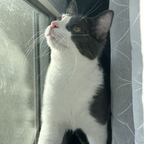 Chat européen mâle #4