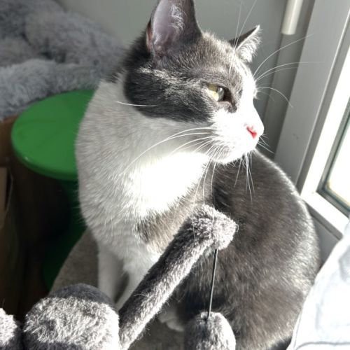Chat européen mâle