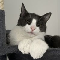 Chat européen mâle #1