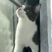 Chat européen mâle #4