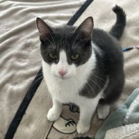 Chat européen mâle #5