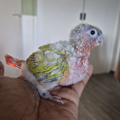 Conure a vendre