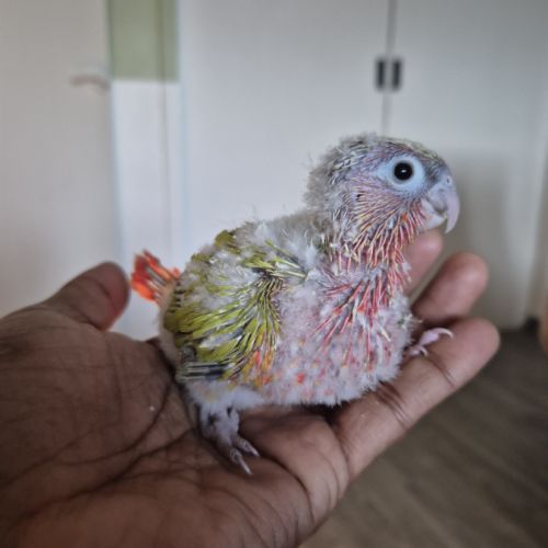 Conure a vendre #2