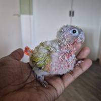 Conure a vendre #2