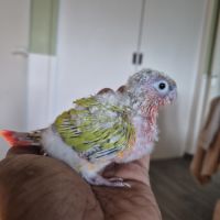 Conure a vendre #3