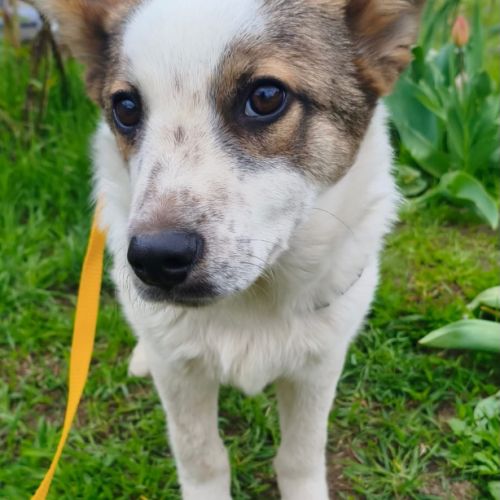 Mickey se trouve dans un refuge en ukraine #3