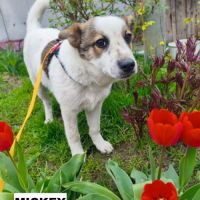 Mickey se trouve dans un refuge en ukraine #2
