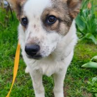 Mickey se trouve dans un refuge en ukraine #3