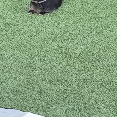 Lapin nain #1