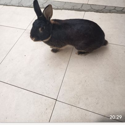 Lapin nain #5