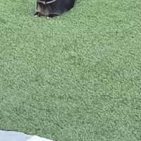 Lapin nain #1